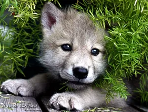 A Majestic Pretty Wolf Standing Under A Blanket Of Stars Wallpaper
