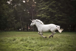 A Majestic Rainbow Colored Unicorn, The Symbol Of Hope, Courage And Innocence Wallpaper