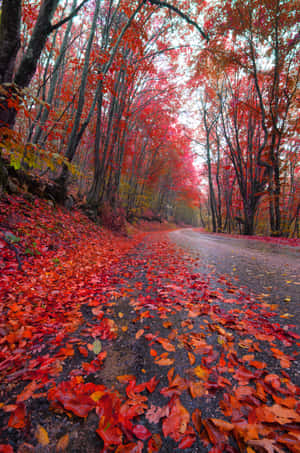 A Majestic Red Tree In A Beautiful Landscape Wallpaper