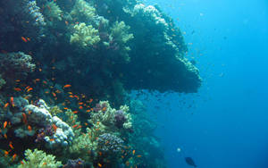 A Majestic Underwater Coral Reef Wallpaper