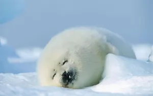A Majestically Beautiful Seal Lounging On An Icy Landscape. Wallpaper