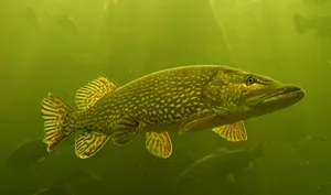 A Man Experiencing The Joy Of Bass Fishing Wallpaper