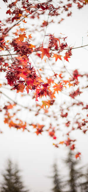 A Man Is Riding A Bike In The Fall Wallpaper