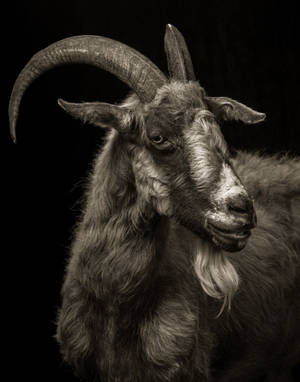 A Mature Goat Donning A Long Beard Wallpaper