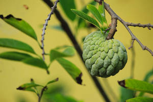 A Mature Sugar Apple Hanging From A Tree Wallpaper