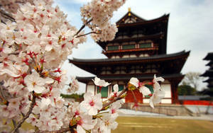 A Mesmerizing View Of Cherry Blossoms In Japan Wallpaper