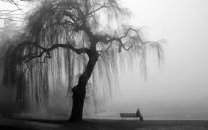 A Minimalist Black And White Tree Standing Tall Wallpaper