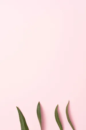 A Minimalist Image With Bright Pink Shades Wallpaper