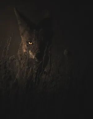 A Mischievous Black Cartoon Fox Wallpaper