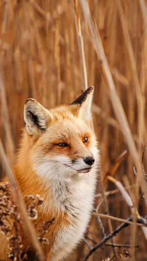 A Mischievous Fox Peeking Out From Below A Blanket Of Snow. Wallpaper