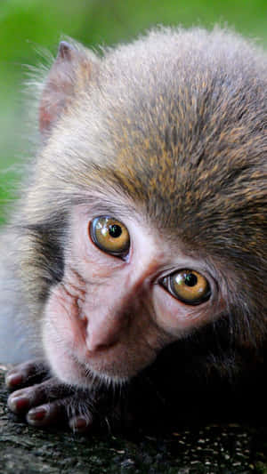 A Monkey Is Laying On A Rock Wallpaper