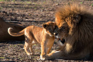 A Mother Lion And Her Cub Embrace In A Loving Embrace. Wallpaper