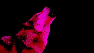 A Mysterious Pink Wolf Stares Into The Night Wallpaper