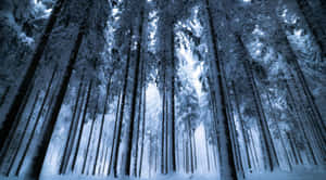 A Mystical Winter Forest Awakens At Dusk Wallpaper