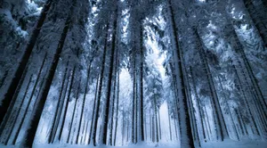 A Mystical Winter Forest Awakens At Dusk Wallpaper