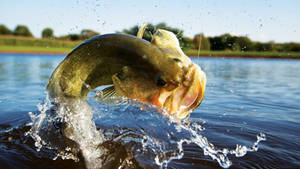 A Newly-caught Largemouth Bass Reflecting In The Sun Wallpaper