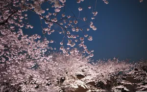 A Night Scene With Cherry Blossoms In The Background Wallpaper