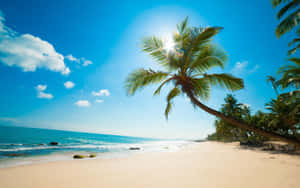 A Palm Tree On A Sandy Beach Wallpaper