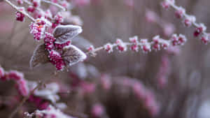 A Pastel Pink, Yellow, And White Flower On A Blue Background Wallpaper