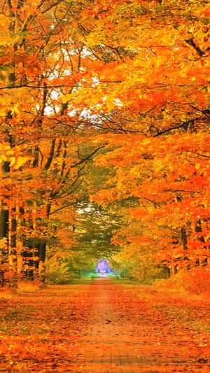 A Path Through The Forest With Orange Leaves Wallpaper