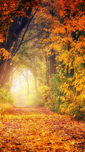 A Path With Leaves In The Autumn Wallpaper