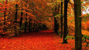 A Peaceful Fall Afternoon In The Countryside Wallpaper