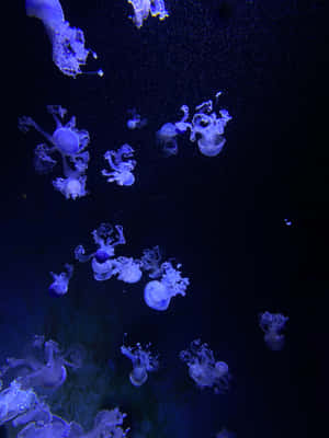 A Peaceful Getaway In Your Pocket - Enjoy An Aquarium Right On Your Iphone! Wallpaper