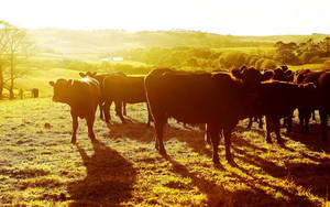 “a Peaceful Moment Between A Herd Of Cows In A Stunning Sunset” Wallpaper