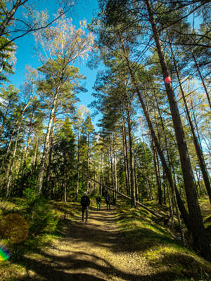 A Peaceful Pathway In A Lush Forest Wallpaper