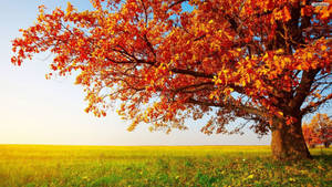 A Peaceful Rural Scene Of An Orange Tree In A Golden Field Wallpaper