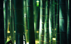 A Peaceful View Of A Desktop Filled With Bamboo. Wallpaper