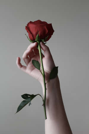 A Person's Hand Holding A Red Rose Wallpaper