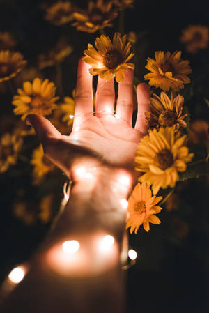 A Person's Hand With Lights In It Wallpaper