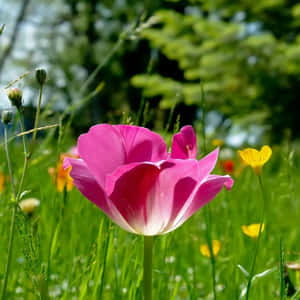 A Personal Gathering Of Blooms Wallpaper