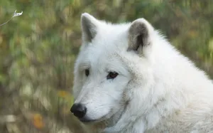 A Picture Of A Majestic White Wolf In The Wilderness Wallpaper