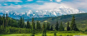 A Picturesque View Of A Lush, Green Forest Wallpaper