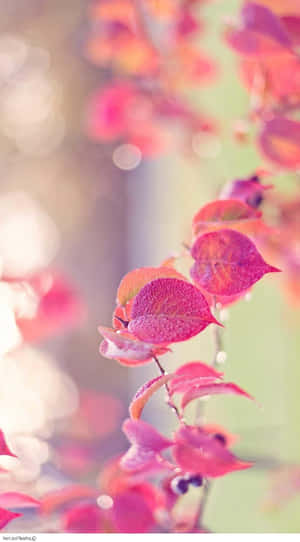 A Pink Leaf With A Blurred Background Wallpaper