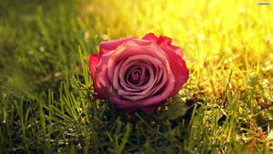 A Pink Rose From A Garden Of Roses Wallpaper