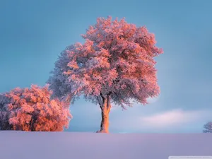 A Pink Tree In The Snow With A Blue Sky Wallpaper