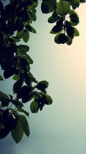 A Plane Flying Over A Tree Wallpaper