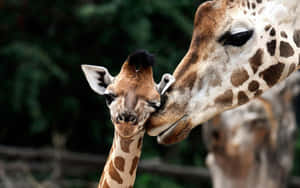 A Playful Moment Caught Of A Charismatic Giraffe Popping Its Head Into The Picture. Wallpaper