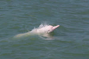 A Playful Pink Dolphin Swims In The Crystal Blue Ocean. Wallpaper