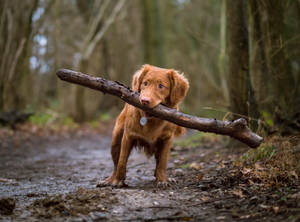 A Playful Pup Ready To Chew On Any Adventure! Wallpaper