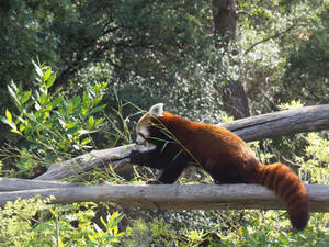 A Playful Red Panda In Its Natural Habitat Wallpaper