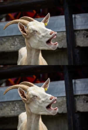 A Playful Young Goat Frolicking In The Open Fields. Wallpaper