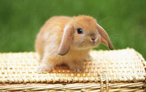 A Pleasant, Light Brown Bunny Wallpaper