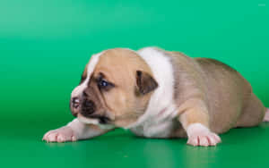 A Pleasantly Plump Pup Lazing On A Lush Green Lawn. Wallpaper