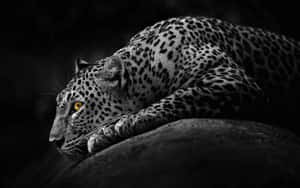 A Powerful Black Jaguar With Piercing Yellow Eyes Wallpaper