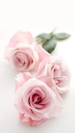 A Pretty Flower Adds Color And Beauty To The Garden Wallpaper