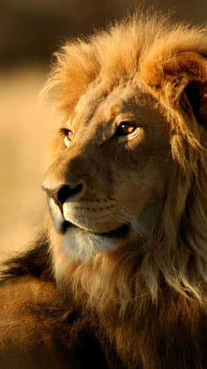 A Proud Lion Roars For All To Hear Wallpaper